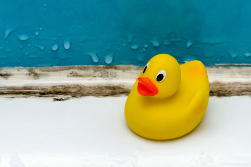 rubber duck next to mold on grout