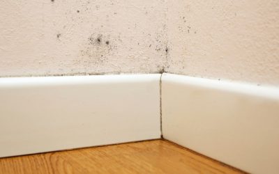 5 Signs You Need Mold Remediation Services in Ann Arbor and How to Act Fast