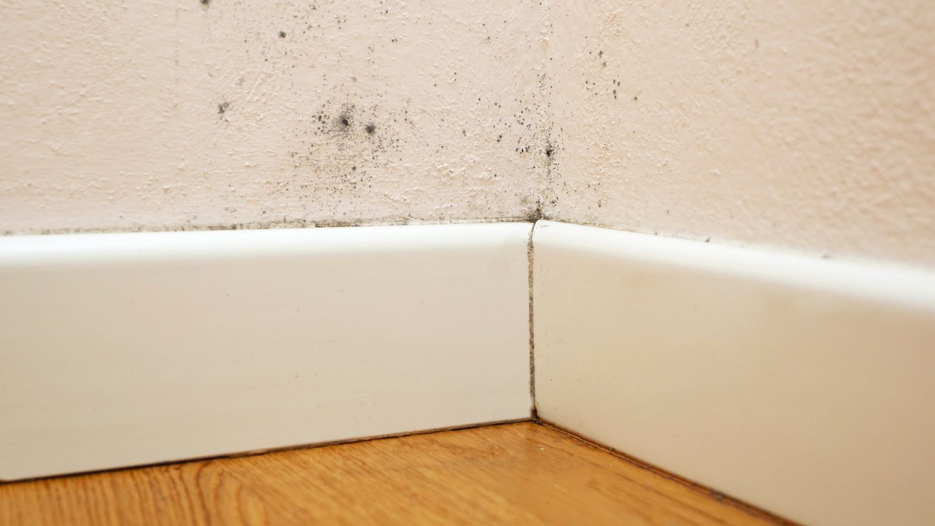 Close-up of mold growth in a corner, requiring mold remediation services in Ann Arbor.