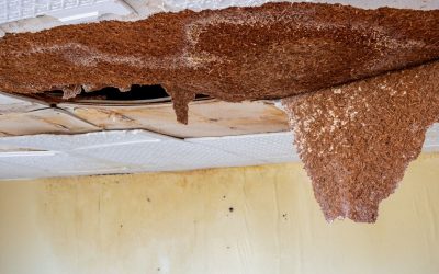 From Fallen Trees to Leaky Roofs What Storm Damage Restoration in Ypsilanti Can Fix