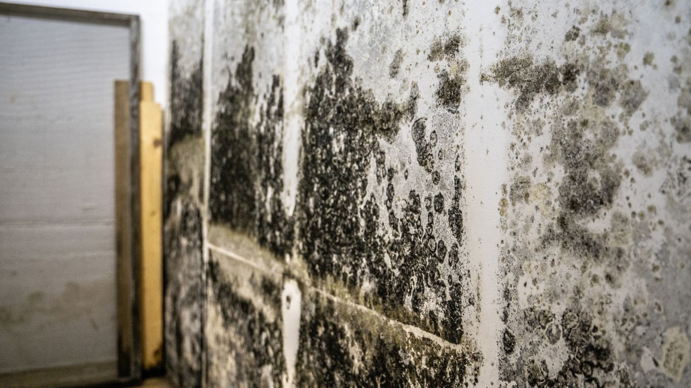 From Musty to Minty Fresh with Reliable Mold Remediation Black mold on wall requiring mold remediation.