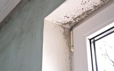 Real Signs You Might Need Mold Remediation in Worcester