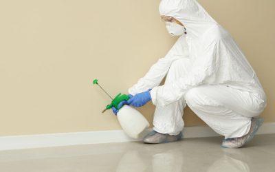 Why Dallas Homeowners Are Chatting About Mold Removal Solutions