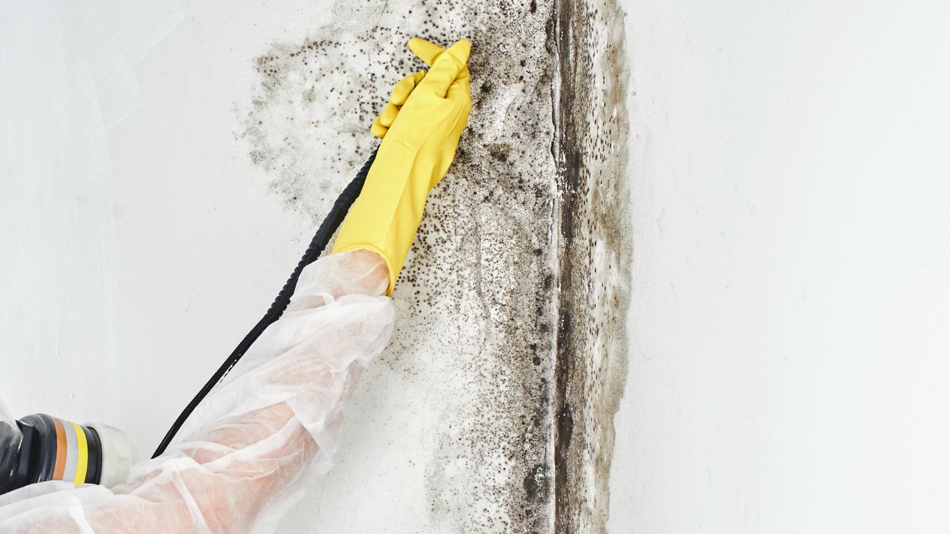 Professional mold remediation expert cleaning mold from wall with protective gear.