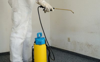 5 Signs You Need Mold Removal Services in Denver Right Now