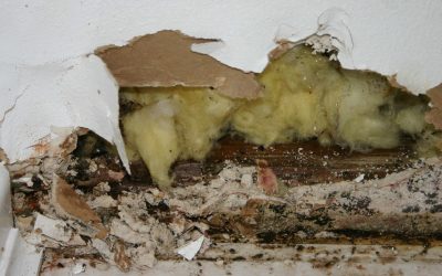 Detecting Mold Problems in Your Louisville Home