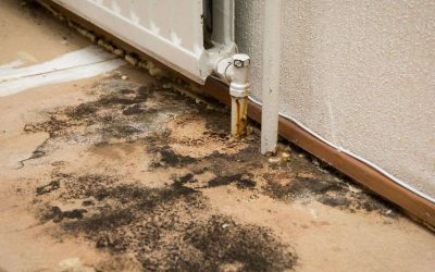 Mold Problems: Know the Difference Between Mold Removal and Mold Remediation