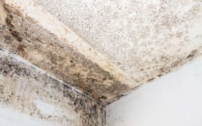 Distinguishing the Key Variations of Mold Removal and Mold Remediation