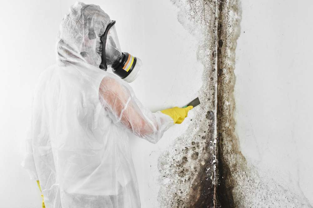 professional mold removal - disaster cleanup