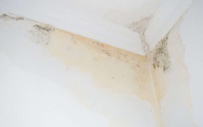 Why Structural Drying Is Essential for Preventing Mold Growth