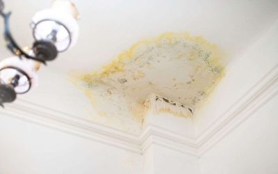 How Mold Infestation Can Damage Your Home’s Structure