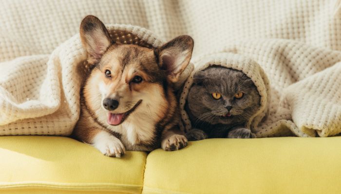 cat and dog under the blanket - Cape Coral odor removal