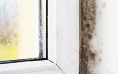 What Happens If You Ignore Mold Growth Indoors