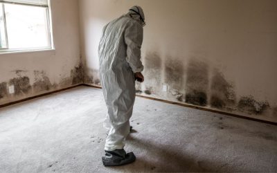 Beat the Winter Damp with Mold Remediation You Can Trust