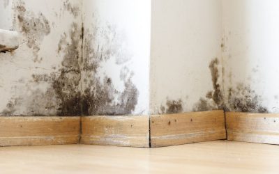 Keep Your Home Healthy With Mold Remediation Services in Boston