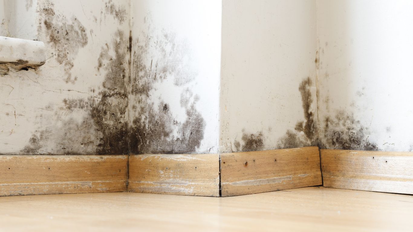 Keep Your Home Healthy With Mold Remediation Services in Boston Mold growth on interior wall and baseboards requiring mold remediation services in Boston