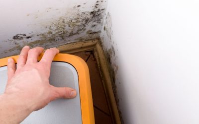 Stay Ahead of Hidden Moisture With Trusted Mold Inspection Services for Your Home