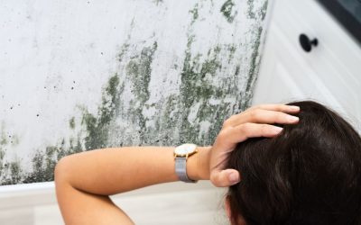 Beat Boston’s Hidden Mold With Mold Removal in Boston You Can Trust