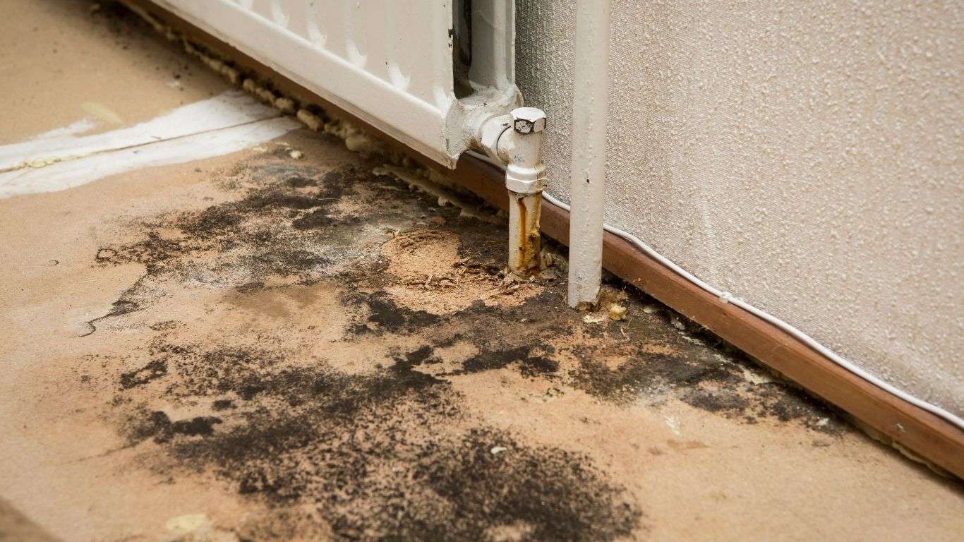 black mold growth on the floor