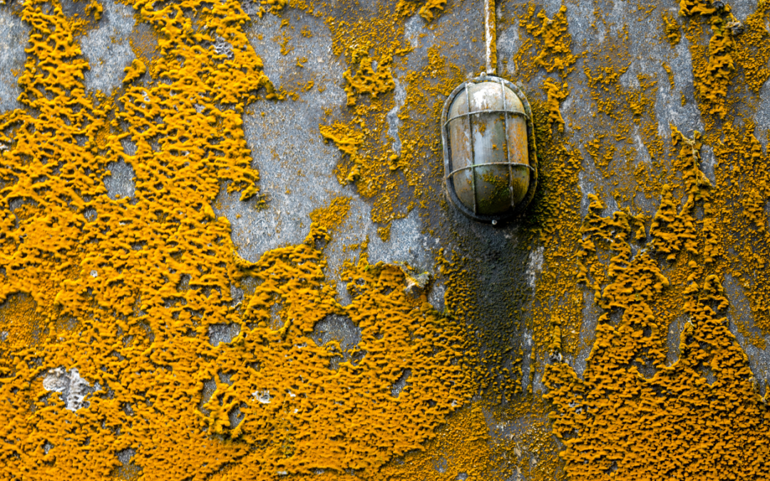Understanding Mold Hues: A Guide to Orange, Black, and Red Varieties