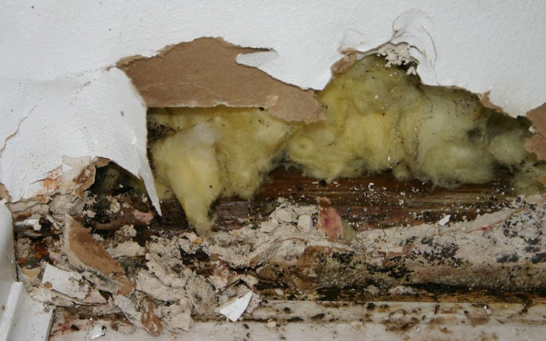 Detecting Mold Problems in Your Greater Lexington Home