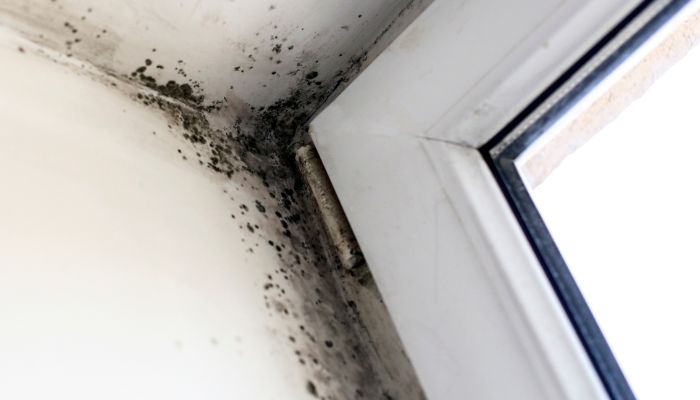 black molds in the corner ceiling - lexington mold removal