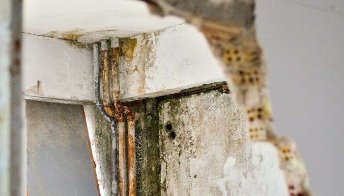 mold growth on concrete - lexington mold removal