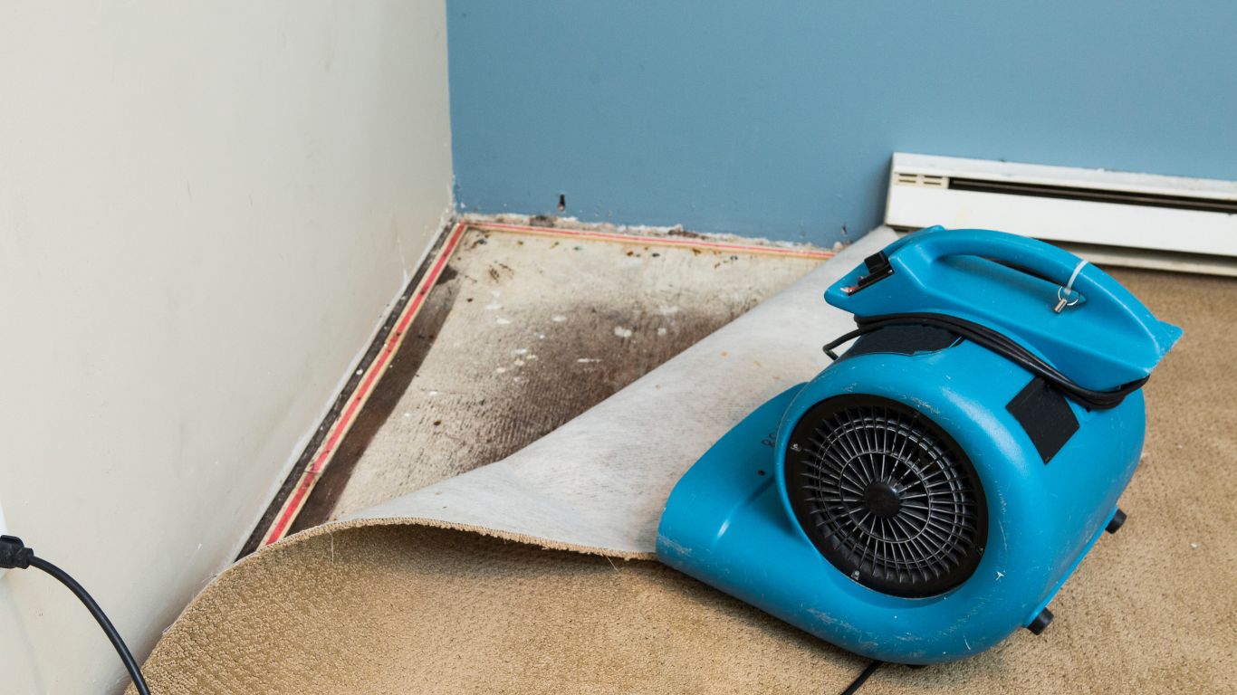 A fan drying wet carpet after flood damage restoration to prevent mold and water damage.