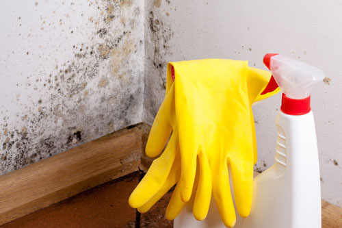 Cleaning solution with rubber gloves to clean up mold