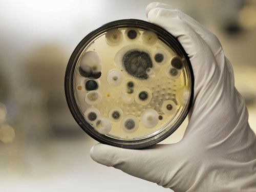 mold in a petri dish