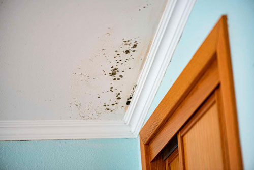 mold on the ceiling