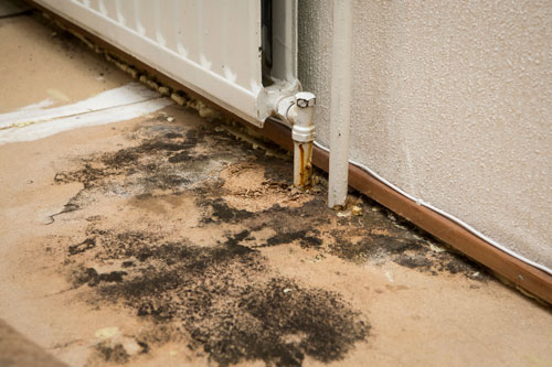 mold found on floor