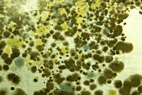 mold