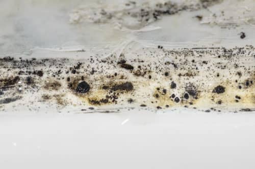 Blog Img Where Does Mold Grow 2