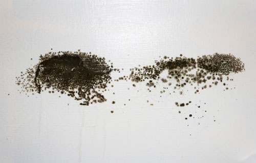 black mold