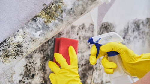 cleaning mold off of the wall