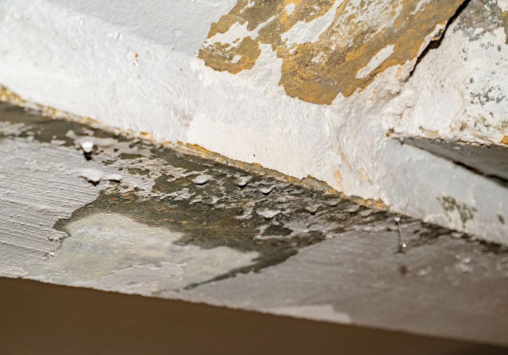 flooding rainwater causing damage mildew - royal oak water damage restoration