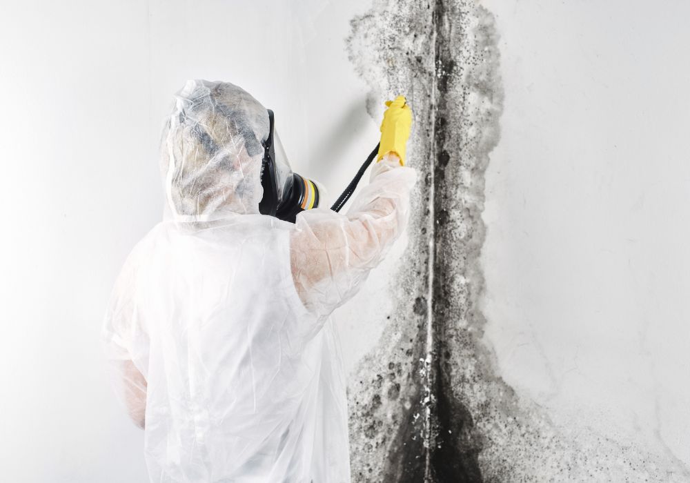 sterling heights mold removal and remediation professional