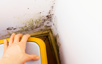 The Dangers of Mold Exposure and the Importance of Professional Removal