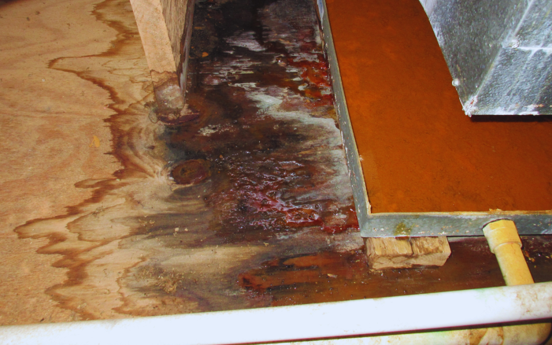 Sunshine, Salt Air, and Water Damage Restoration That Actually Works