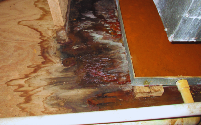 Sunshine, Salt Air, and Water Damage Restoration That Actually Works