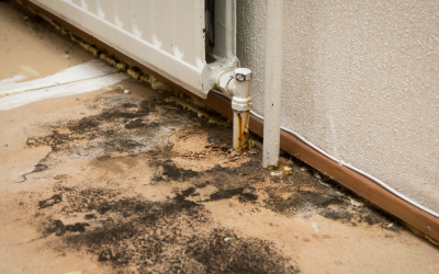 Mold and Commercial Buildings: A Guide for Miami Business Owners