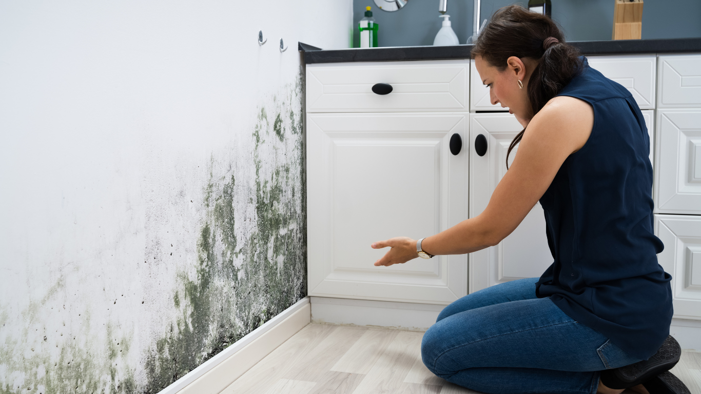 The Health Risks of Toxic Mold Why Miami Residents Shouldn’t Ignore These Signs toxic mold