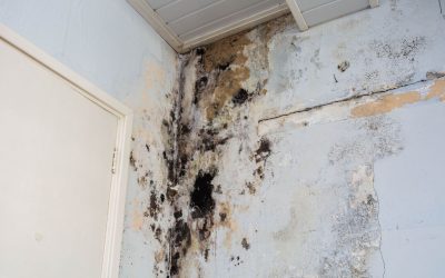 The Link Between Water Damage and Mold Growth: What Miami Homeowners Need to Know