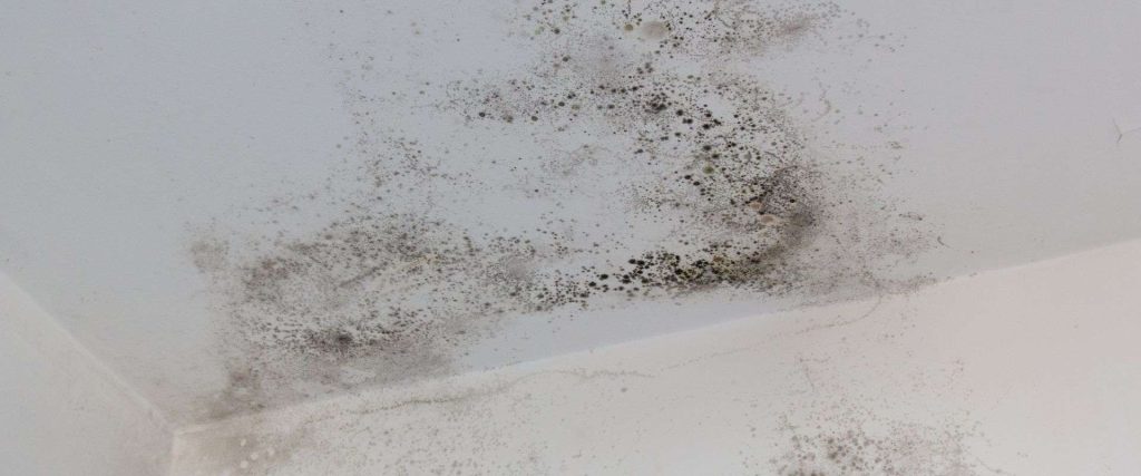 Greater Lexington Ceiling Mold - disaster cleanup