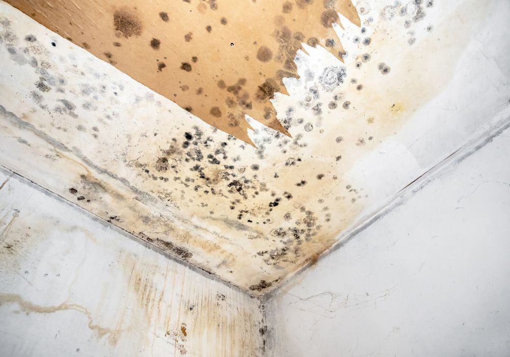 mold fungus ceiling wall water damage - bloomfield water damage restoration