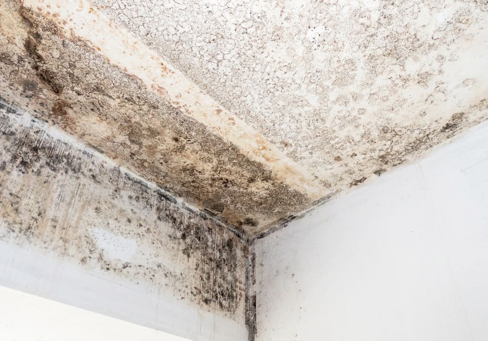 mold fungus ceiling wall - mold removal and remediation