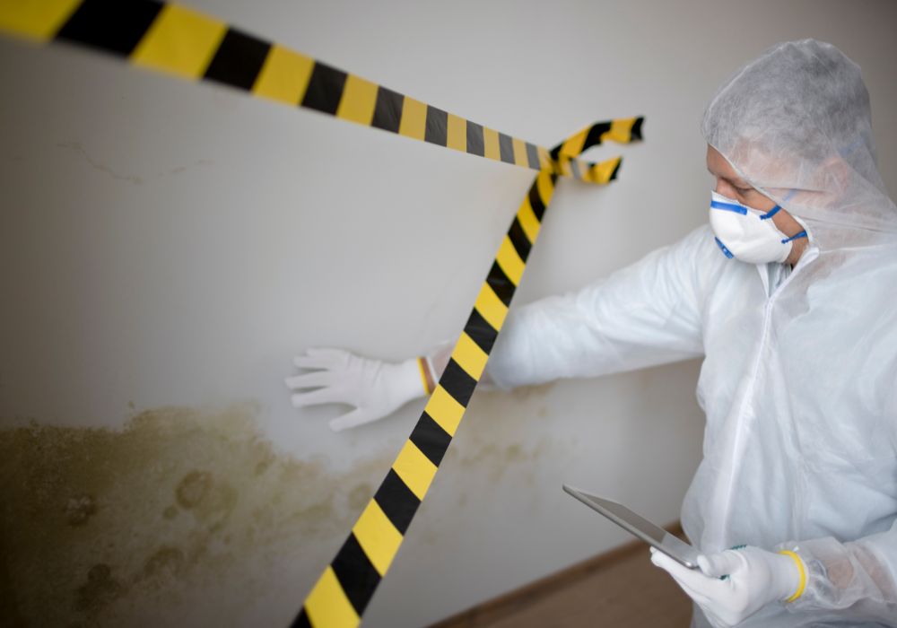 warren mold removal and remediation expert examines
