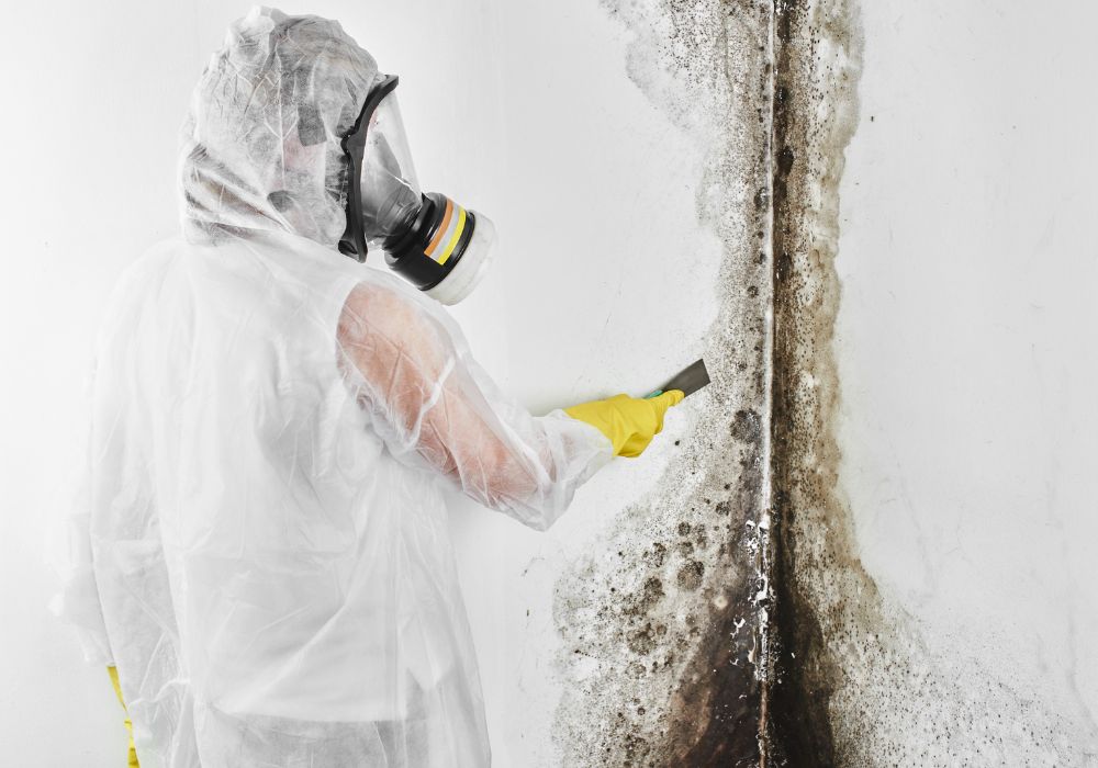 mold removal scraping black mold walls - clinton mold removal and remediation