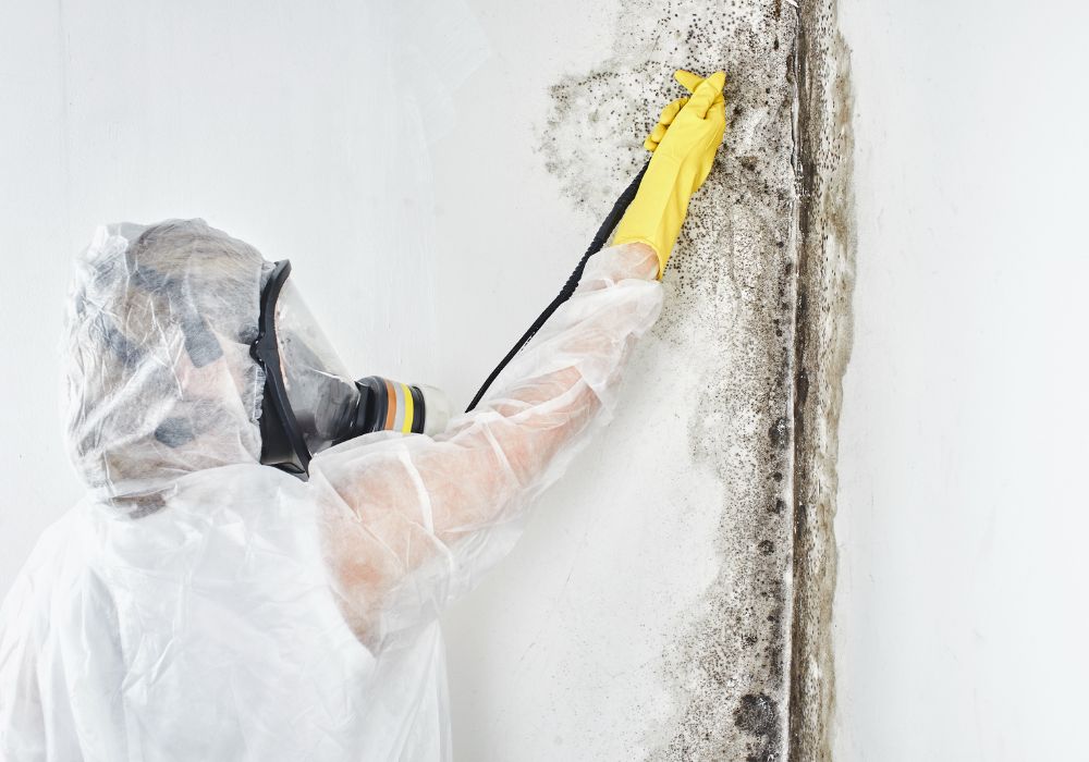 professional mold removal and remediation